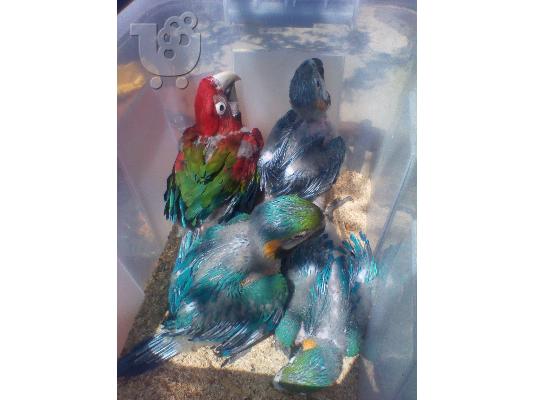 Παπαγάλοι Macaw από το εκτροφείο